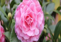 茶花叶子发黄怎么办？茶花叶子发黄的原因？