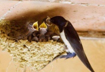 燕子要冬眠吗？