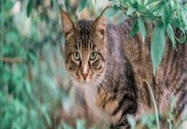 幼崽狸花猫的价格大概多少 长多大才认主人