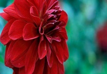 大丽花与牡丹的区别？