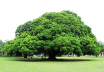 榕树叶子有黑斑点是咋回事