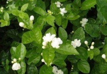 茉莉花叶子枯萎怎么回事