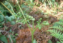 蕨根是什么样的植物