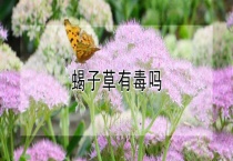 蝎子草有毒吗？