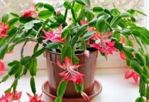 蟹爪兰长白斑点怎么办？