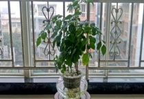 幸福树只剩树干能活吗？