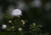 什么是白色蔷薇花