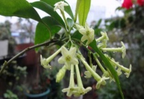 夜来香叶子发黄是什么原因？