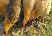 虫子鸡多少钱一斤 附养殖前景和优势