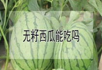 无籽西瓜能吃吗？