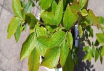 蓝莓叶子发黄是什么原因？