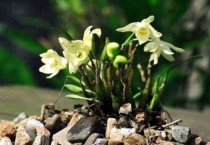 石斛开过花老枝怎么办？