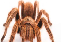 火玫瑰蜘蛛咬人吗？怎么养呢