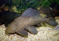 为什么不建议食用清道夫鱼 在什么环境会导致清道夫鱼死亡