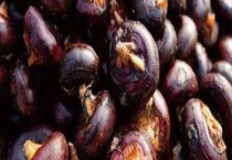 荸荠怎么剥皮 附生长环境介绍