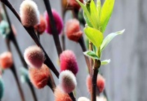 银柳的寓意及象征