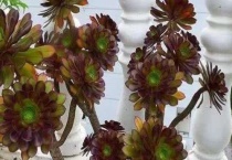 多肉法师开花了会死吗？