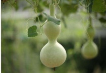 葫芦不开花怎么多久？