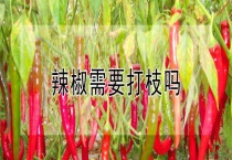 辣椒需要打枝吗？