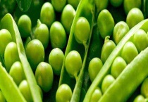 豌豆、黄豆、蚕豆的区别？ 详细介绍