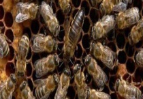 东北黑蜂王多少钱一只 如何挑选