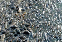 鲤鱼喜欢吃什么料 配制方法是什么？