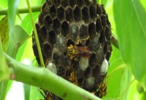 怎样捅马蜂窝才安全 被马蜂蜇了怎么多久？