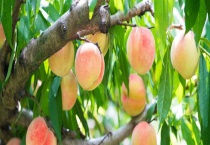 海拔1800适合种植什么？