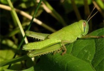 蝗虫出现的原因？