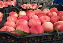 映霜红桃什么时候摘袋