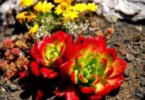 野生多肉一般长在哪里