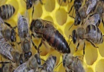 怎样从蜂团中找到蜂王 刚收的蜜蜂没有蜂王怎么办？