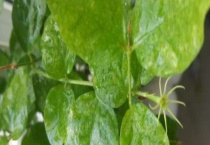 金桔树卷叶子怎么补救