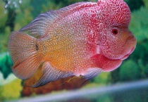 罗汉苗品种的辨认