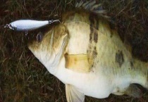 路亚鲈鱼实用技巧大全 具体资料有哪些？