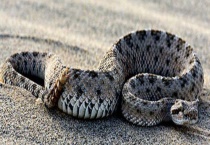 响尾蛇吃什么食物？会攻击人吗？