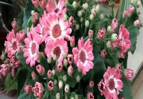 瓜叶菊有毒吗 附价值作用