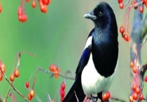 喜鹊的尾巴的作用主要有哪些 有哪几种主要的亚种