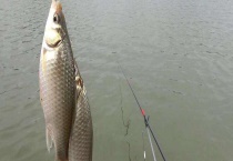 冬季钓鲫鱼线组搭配及注意事项 钓鲫鱼最好的钩型是什么？