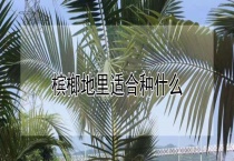 槟榔地里适合种什么？