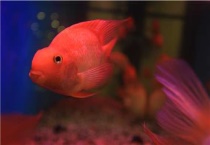 金鱼尾巴上有白点