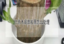 巴西木底部发黑怎么多久？