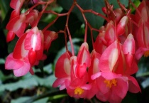 竹节海棠换盆多久？