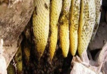 南方诱蜂方法及注意事项 附详细介绍