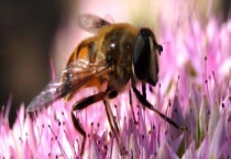 蜂群中雄蜂太多是什么原因 具体要根据实际情况来判断