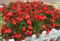 四季海棠好养吗？