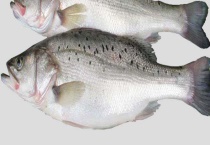 鲈鱼多少钱一斤 如何选购鲈鱼