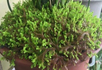 翠云草有毒吗？