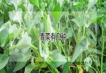 青菜有几种