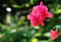 映山红老桩的栽培多久？